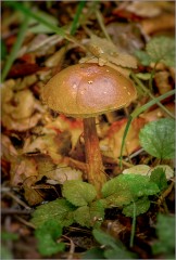 Одинокий гриб (снимок сделан 15 сентября 2012 г.)