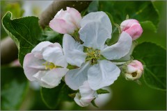 Муравьишка в цветке яблони (снимок сделан 14 мая 2015 г.)