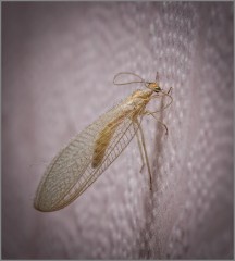 Высохшее насекомое найденное на стене и покрытое пылью (снимок сделан 30 апреля 2015 г.)