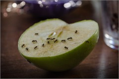 Нашествие муравьев или поедатели яблока (снимок сделан 24 июня 2015 г.)