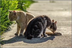 Братская любовь или из жизни молодого подрастающего кошачьего поколения ( снято 12 мая 2013 г.)