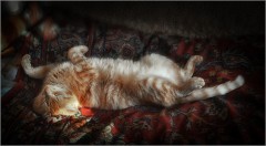 Безмятежный сон кота Рыжика ( Снимок сделан 25 янаваря 2013 г.)