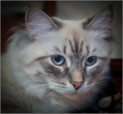 Портрет кошки (снимок сделан 15 апреля 2012 г.)
