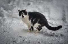 Черно-белый кот на снегу ( Снимок сделан 18 января 2013 г.)