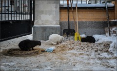 Кошачья трапеза_1 ( Снимок сделан 11 января 2013 г.)