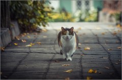 Осенняя кошка (снимок сделан 2 сентября 2012 г.)