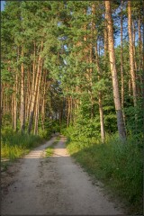 Дорога в сосновом лесу ( Снимок сделан 12 июля 2013 г.)