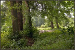 Редкий лес ( 12 июня 2012 г.)