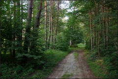 Дорога в лесу ( Снимок сделан 12 июля 2013 г.)