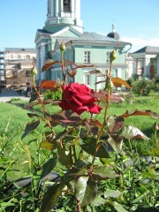 Оптинская роза