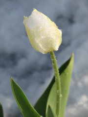the tulip