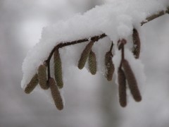 сережки под снегом