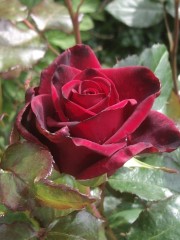 Оптинский сад роз